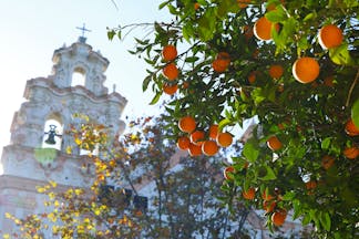 Oranges on tree with autumn leaves behind and then white baroque church with bell and cross of Carmen in Cadiz