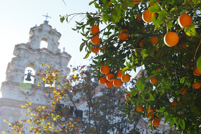Oranges on tree with autumn leaves behind and then white baroque church with bell and cross of Carmen in Cadiz