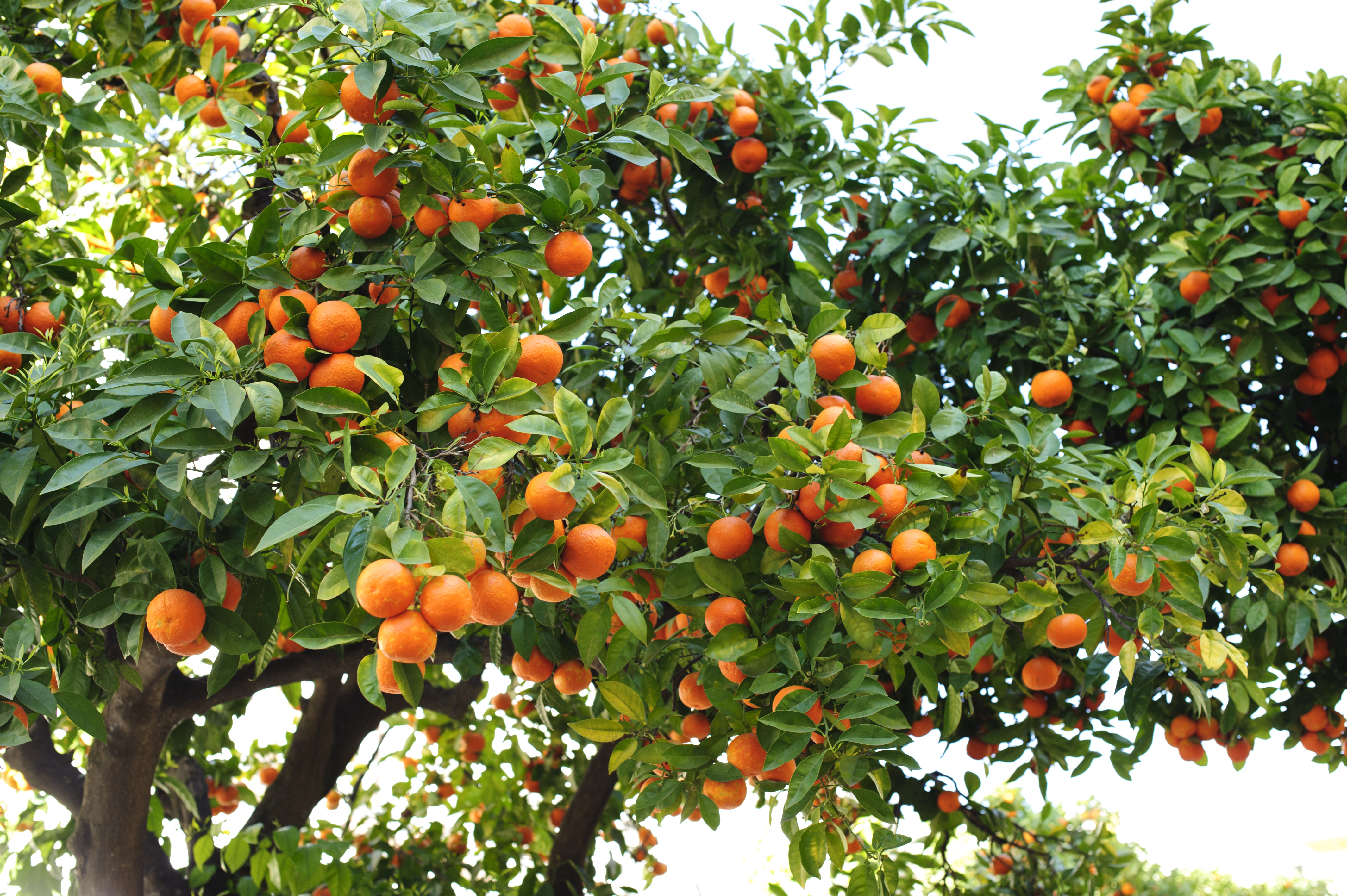 Tree with oranges in Andalusia