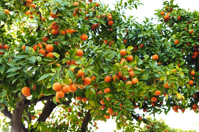 Tree with oranges in Andalusia