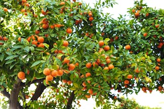 Tree with oranges in Andalusia