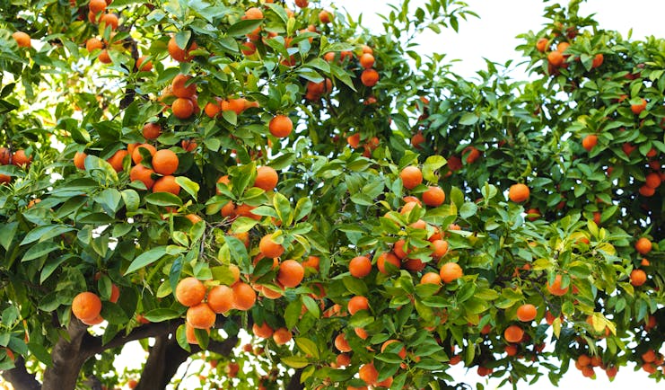 Tree with oranges in Andalusia