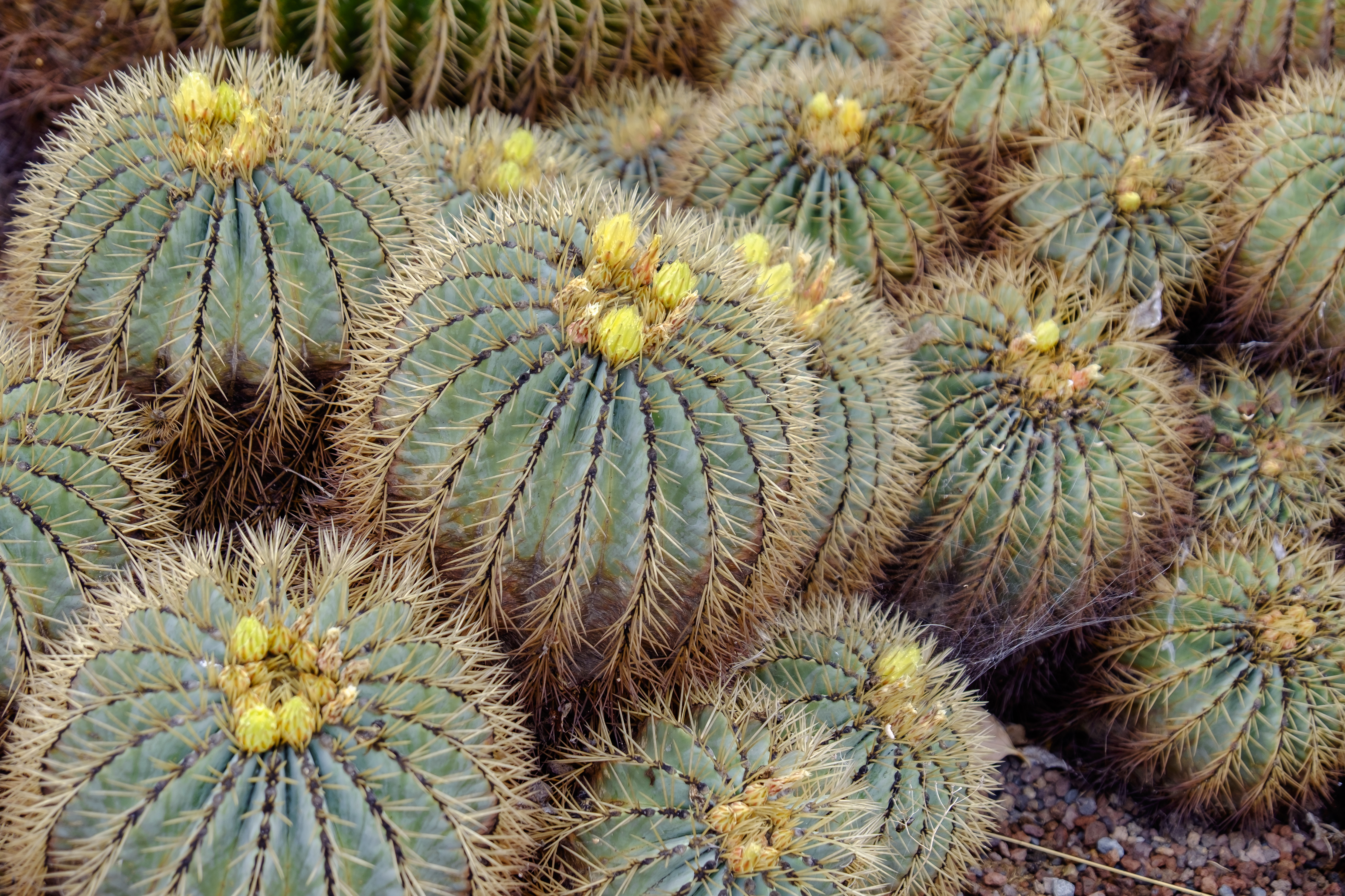 Large round cacti with spikes and yellow flowers on top in the Canaries