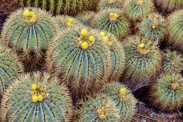 Large round cacti with spikes and yellow flowers on top in the Canaries