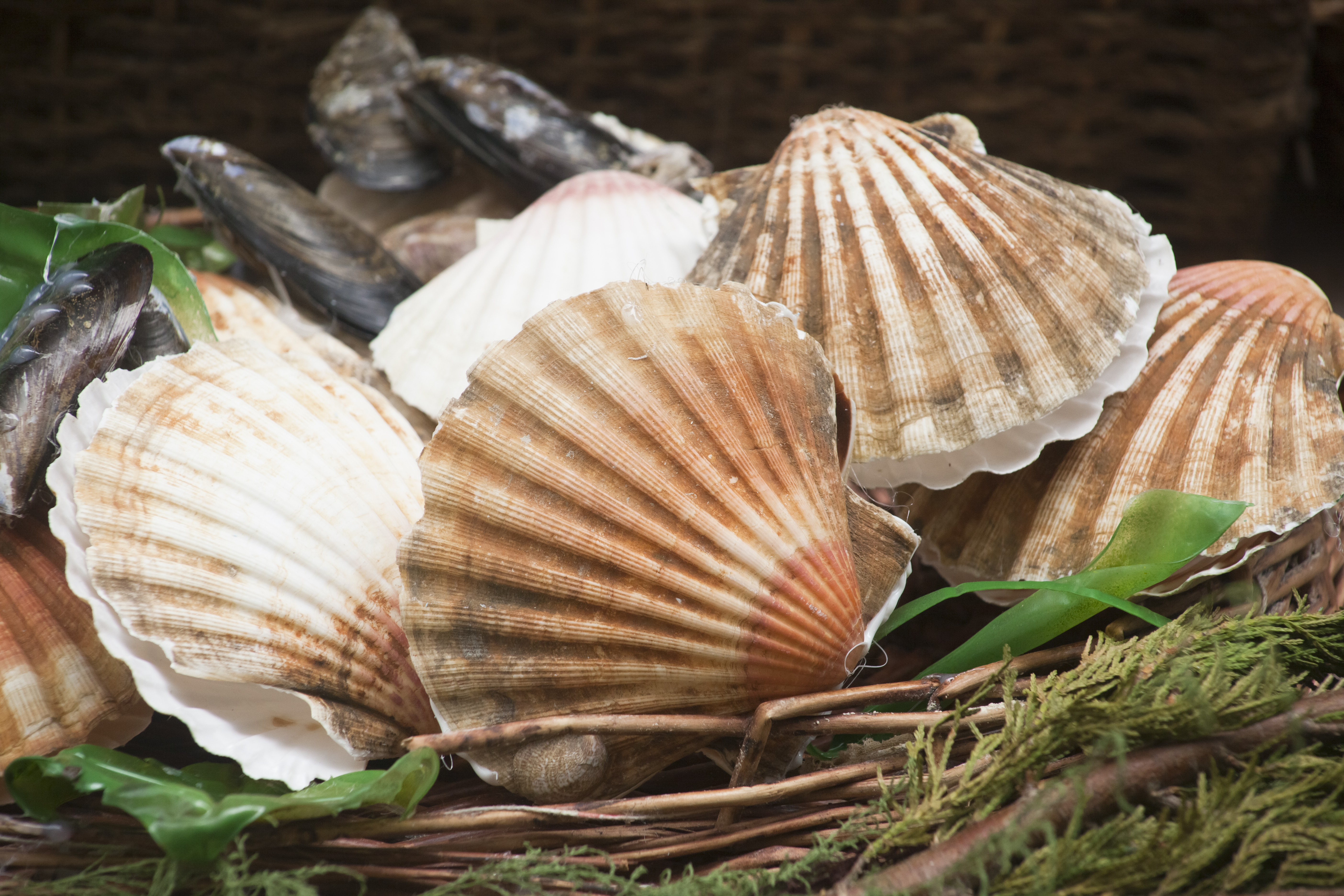 Scallop shells, pink and white, in a basket with some mussels in Galicia