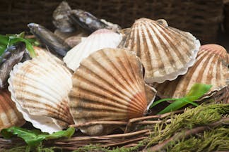 Scallop shells, pink and white, in a basket with some mussels in Galicia