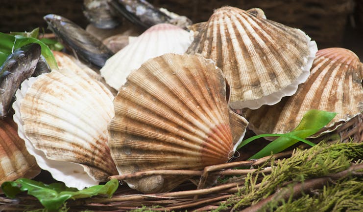 Scallop shells, pink and white, in a basket with some mussels in Galicia