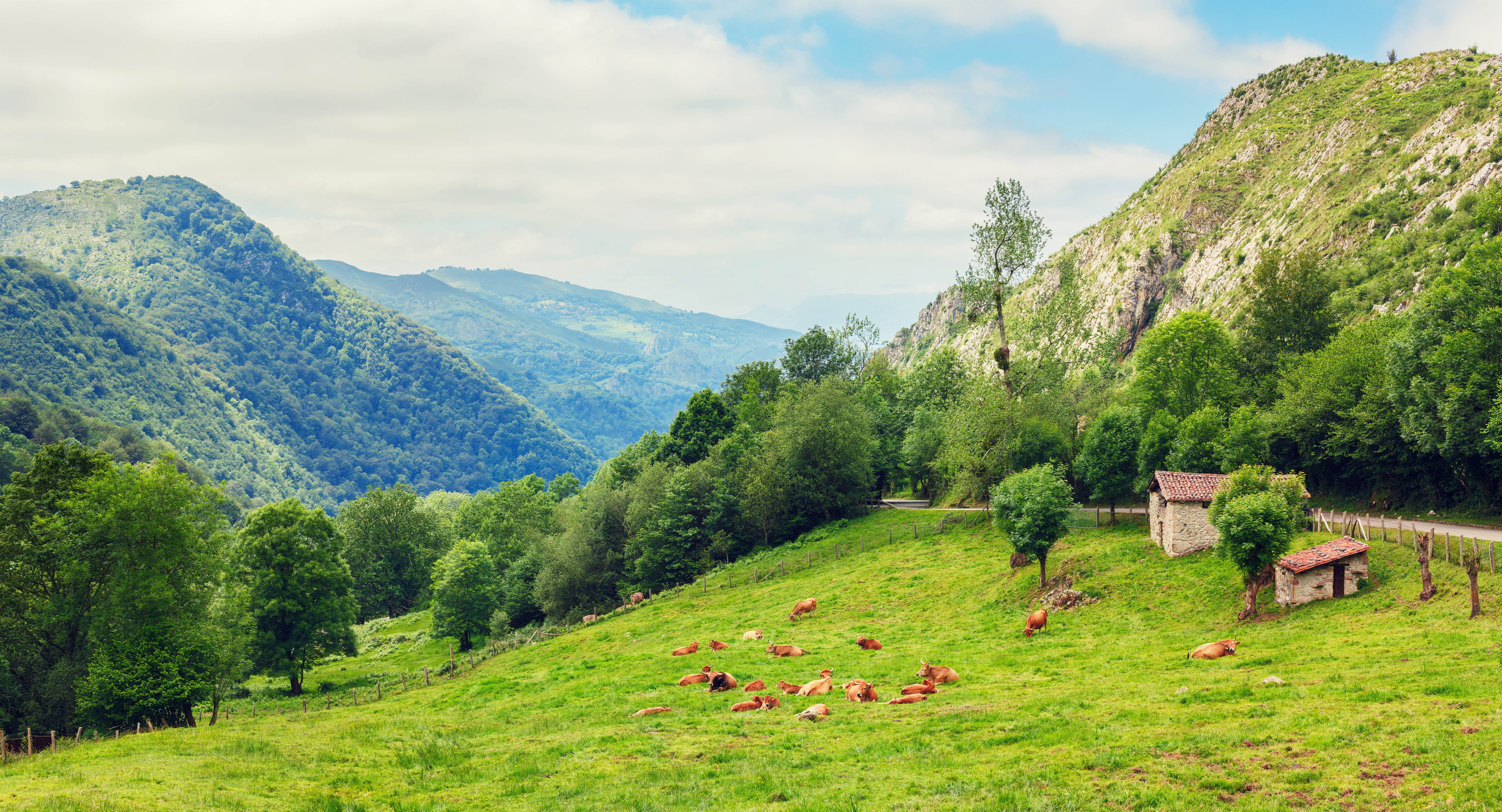 Green countryside with wooded hills and cows sitting down in field in Cantabria
