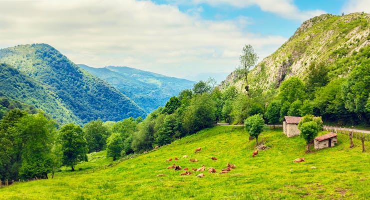 Green countryside with wooded hills and cows sitting down in field in Cantabria