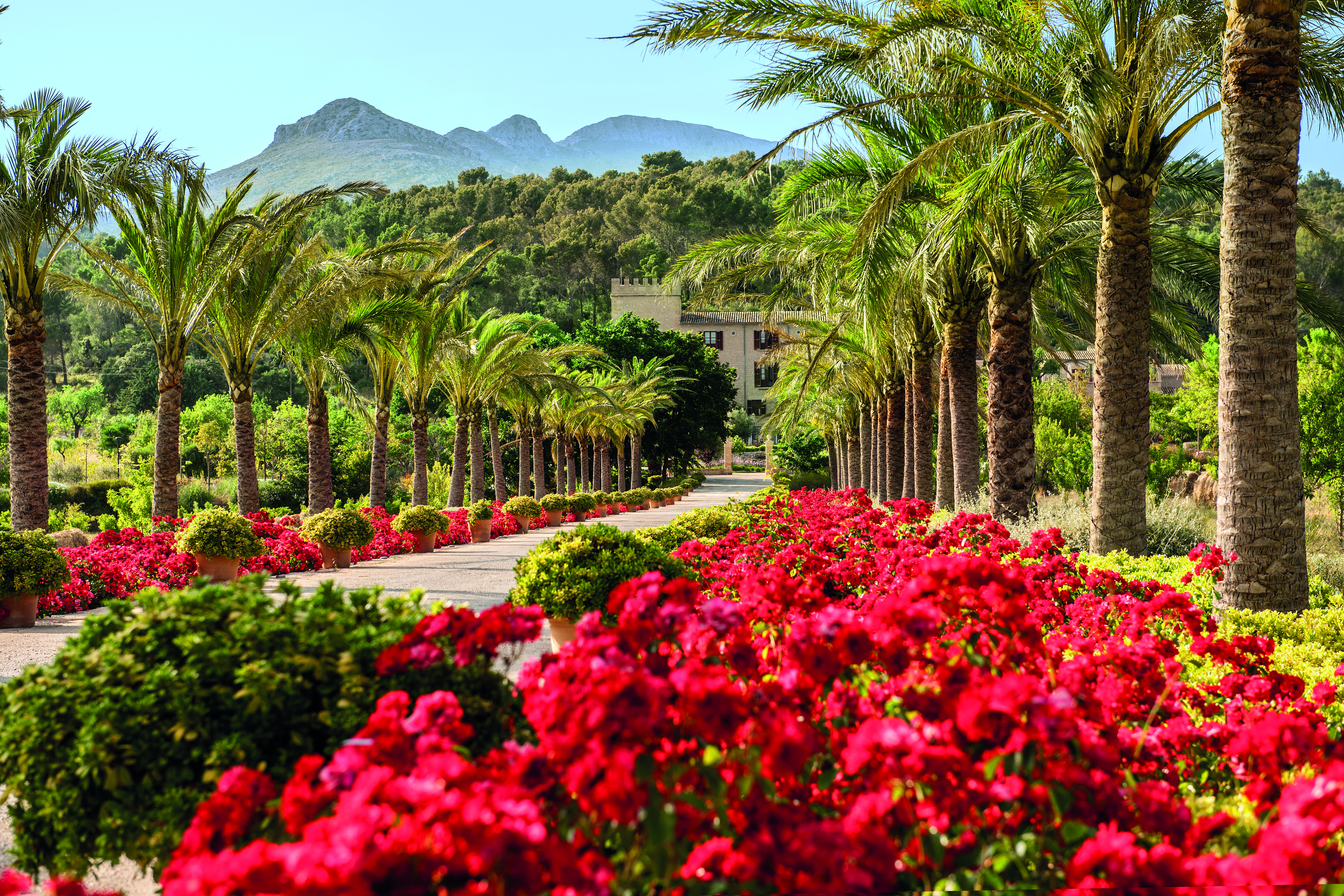 Castell Son Claret Mallorca driveway palm trees red flowers hotel in background