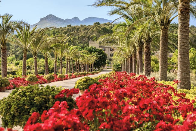 Castell Son Claret Mallorca driveway palm trees red flowers hotel in background
