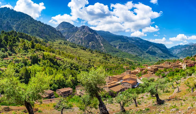Panoramic scene with olive trees on hillside and ochre red village with mountains in the Tramuntana Mallorca