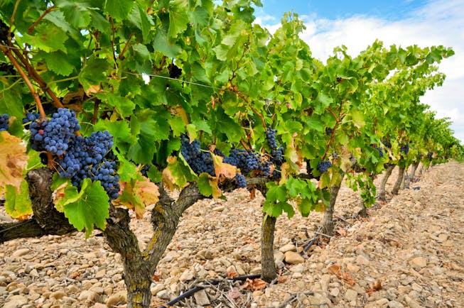 Black grapes on a vine in rows in La Rioja