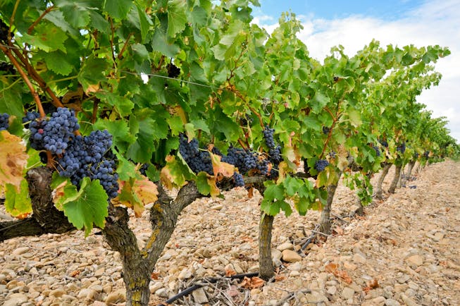 Black grapes on a vine in rows in La Rioja