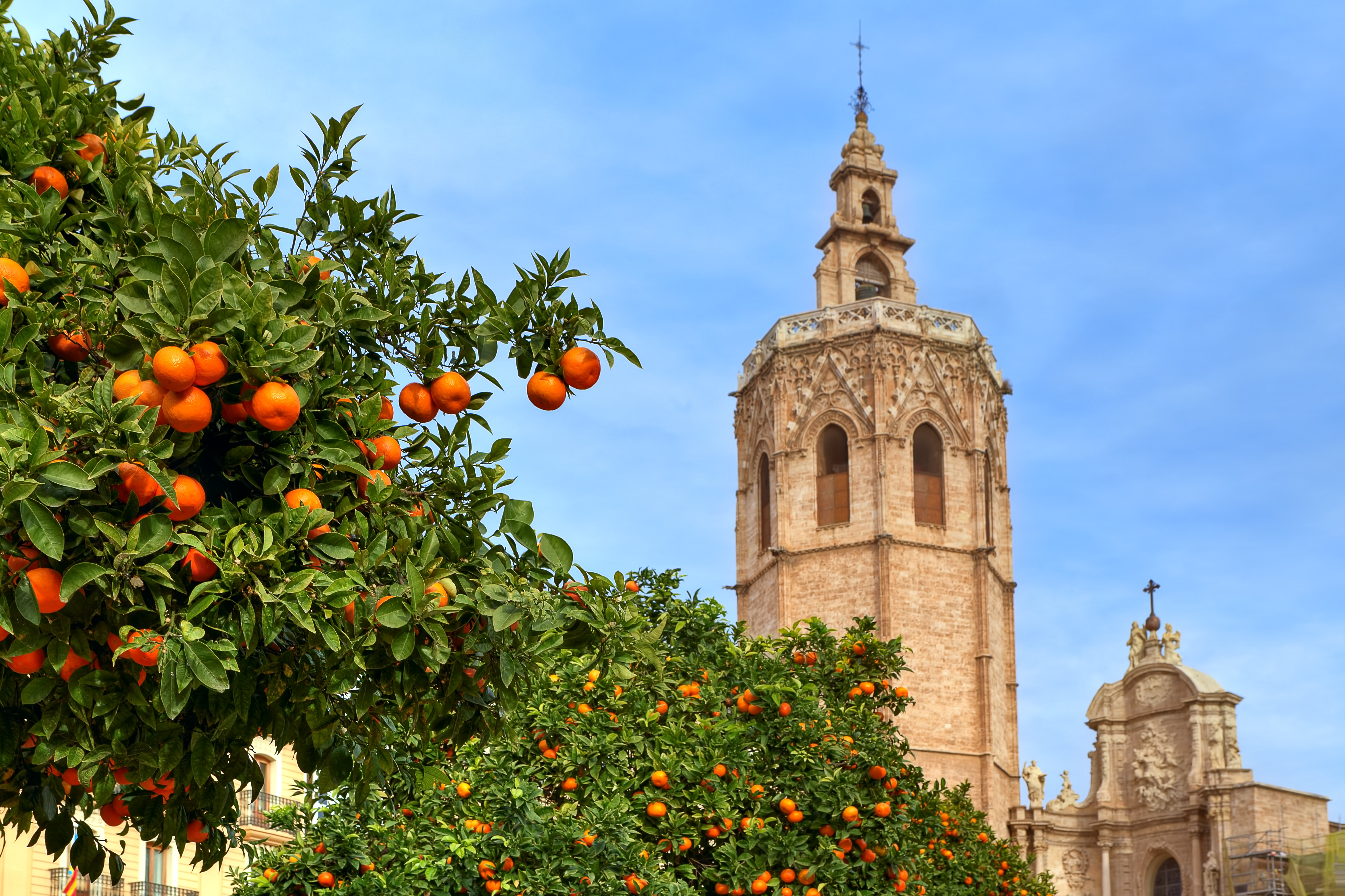Orange tree and church spire in Valencia