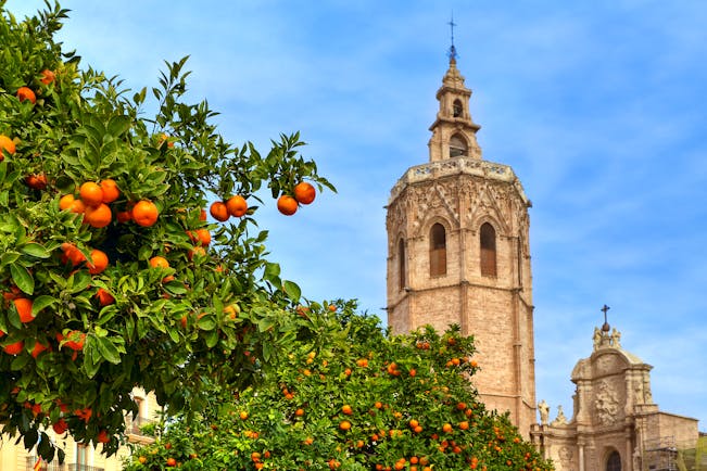 Orange tree and church spire in Valencia