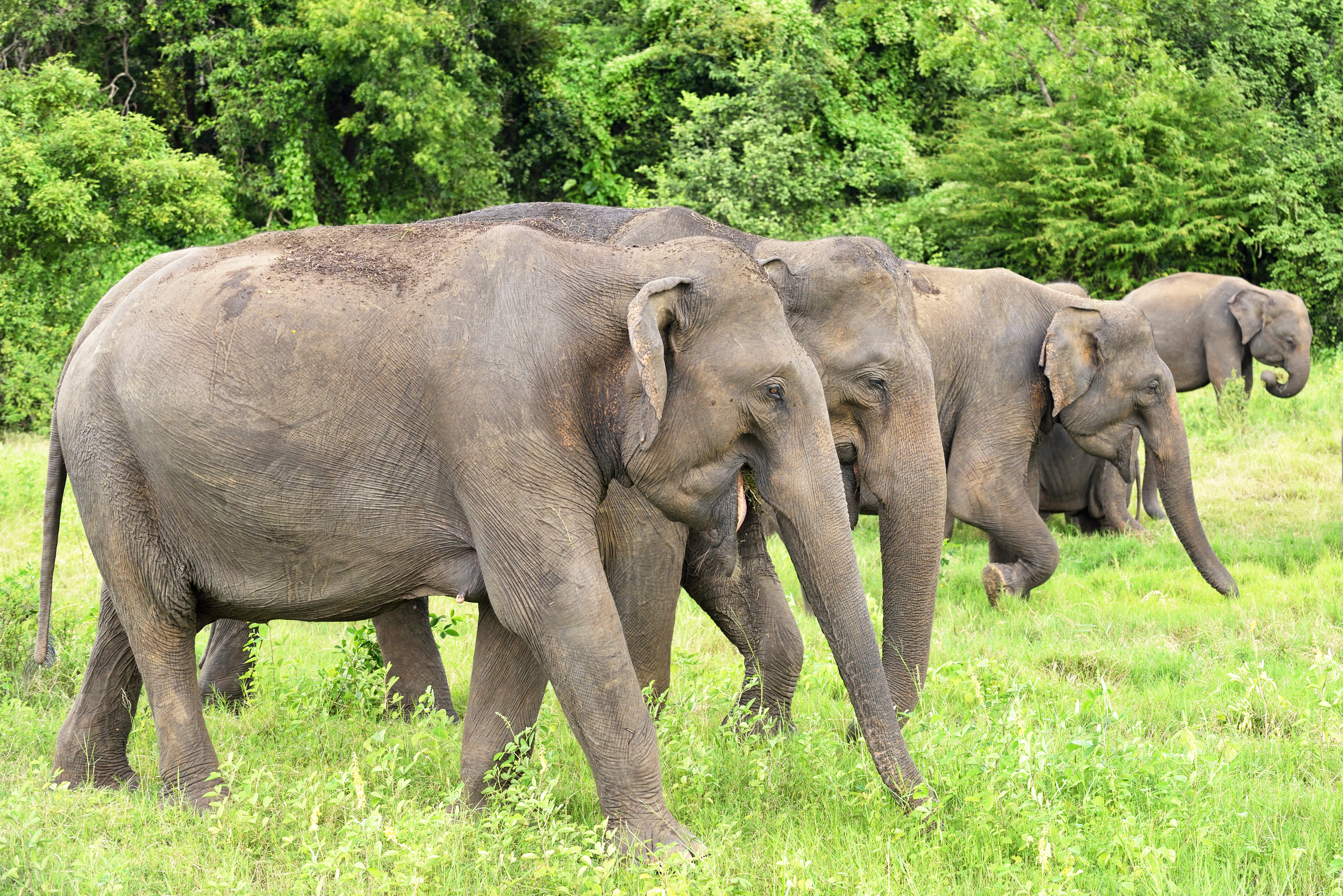 Elephants grazing in Minneriya National Park 