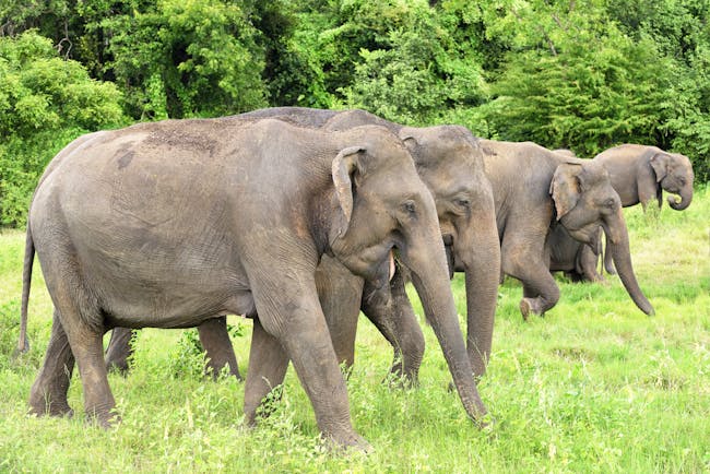 Elephants grazing in Minneriya National Park 