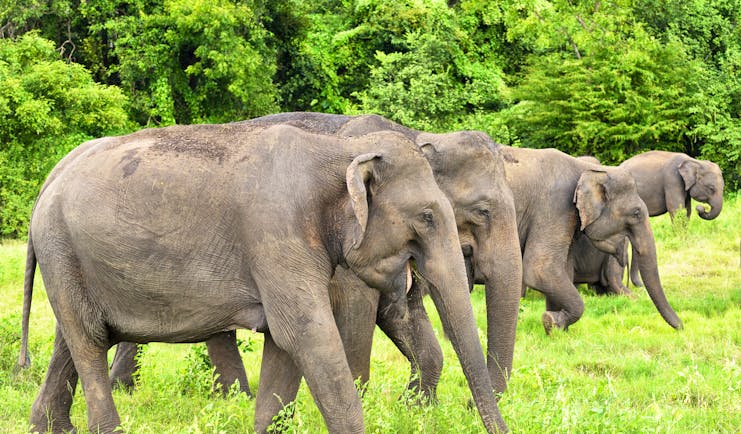 Elephants grazing in Minneriya National Park 