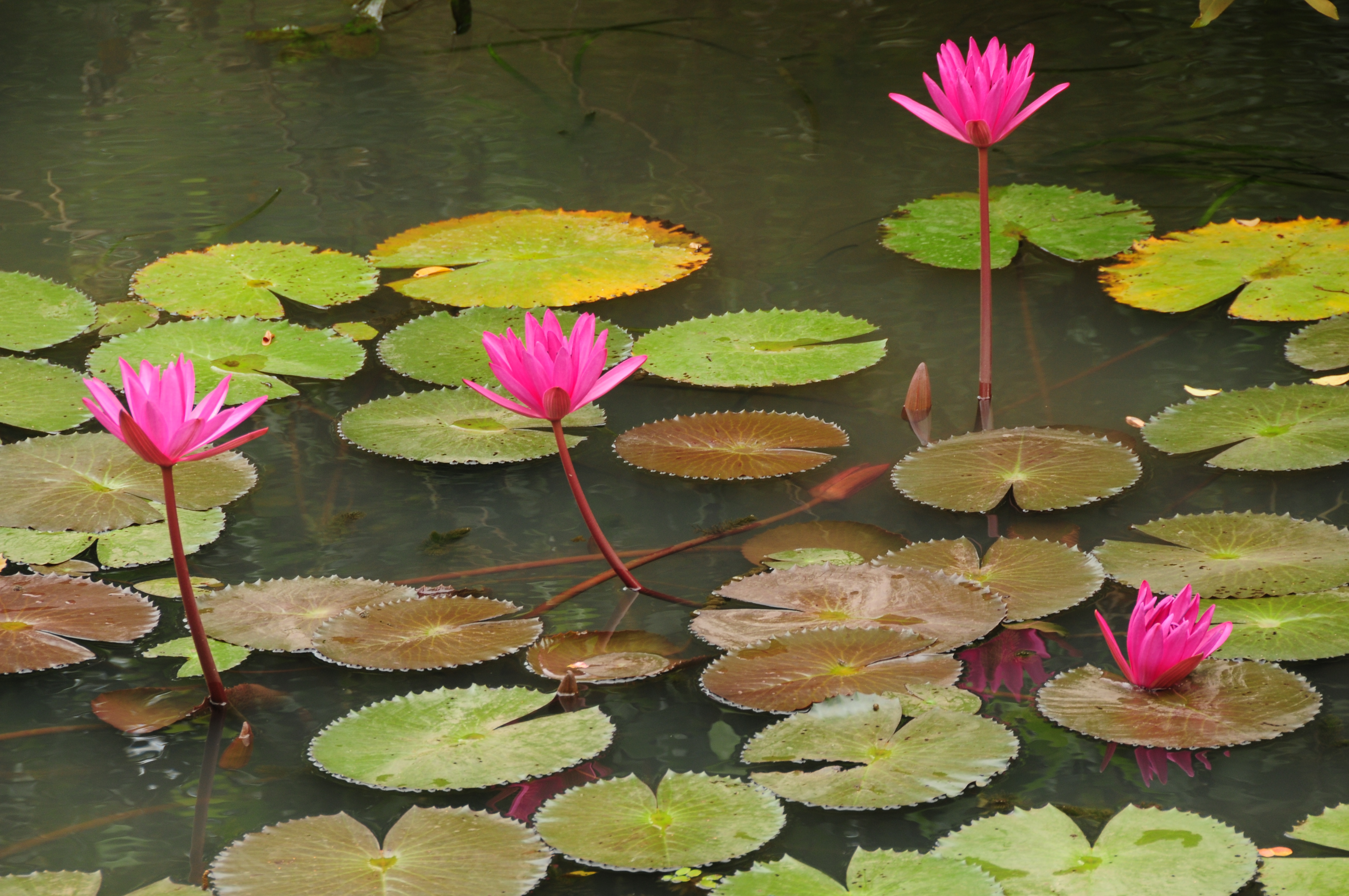 Water lilies in a pond, green lily pads, pink flowers
