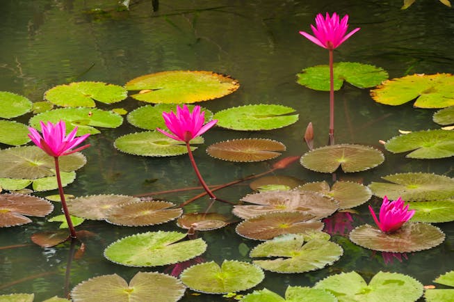 Water lilies in a pond, green lily pads, pink flowers