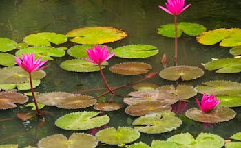 Water lilies in a pond, green lily pads, pink flowers