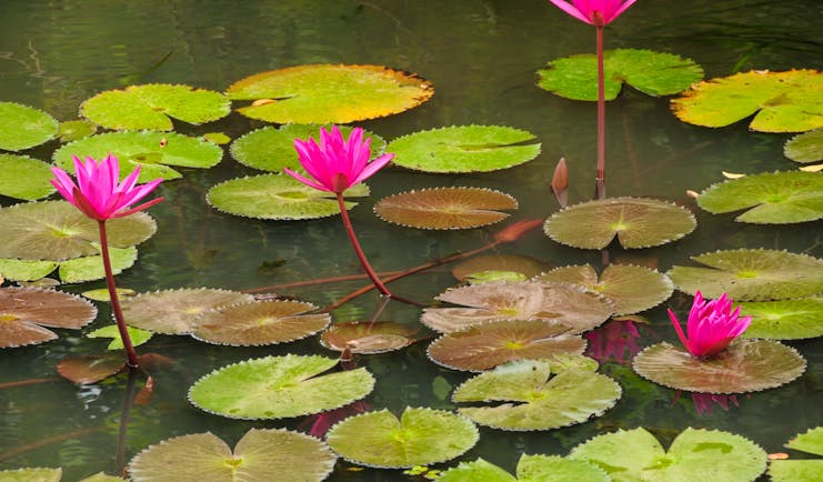 Water lilies in a pond, green lily pads, pink flowers
