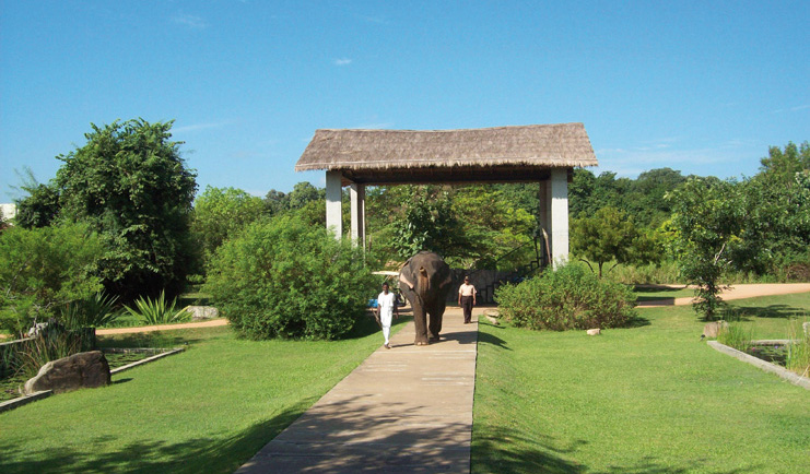 The Elephant Corridor Sri Lanka elephant being led through a garden