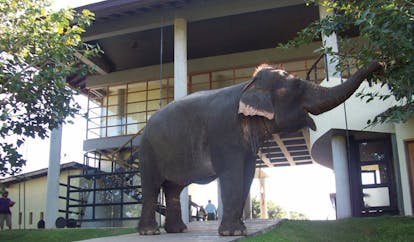 The Elephant Corridor Sri Lanka hotel elephant eating leaves in front of hotel