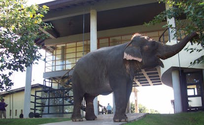The Elephant Corridor Sri Lanka hotel elephant eating leaves in front of hotel
