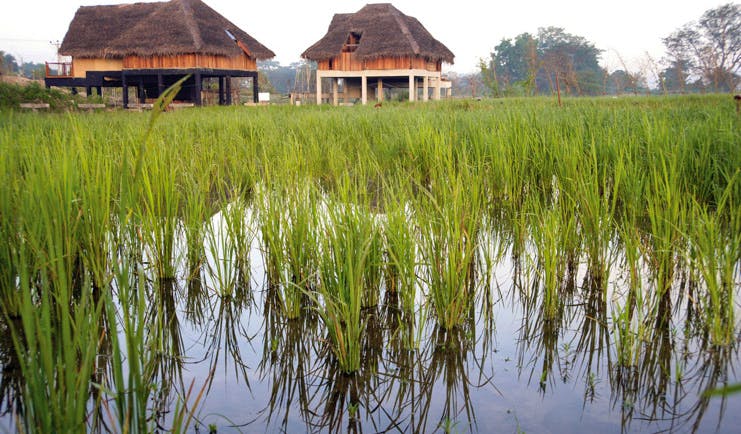 Jetwing Vil Uyana Sri Lanka views bungalows among the paddy fields 