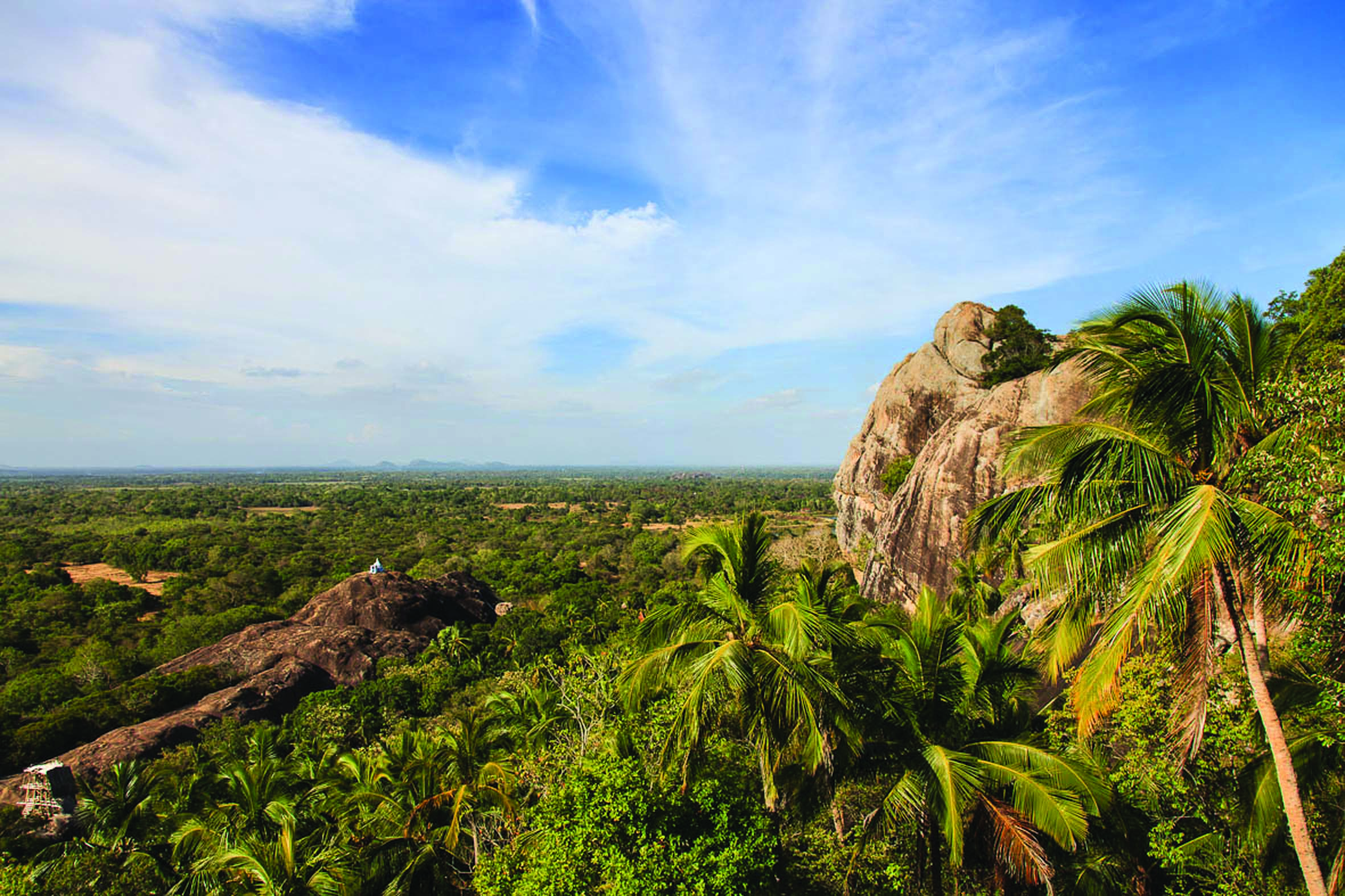 The Mudhouse forest view landscape horizon