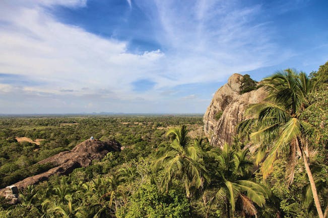 The Mudhouse forest view landscape horizon