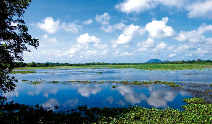Ulagalla Resort paddy fields water and mountains 
