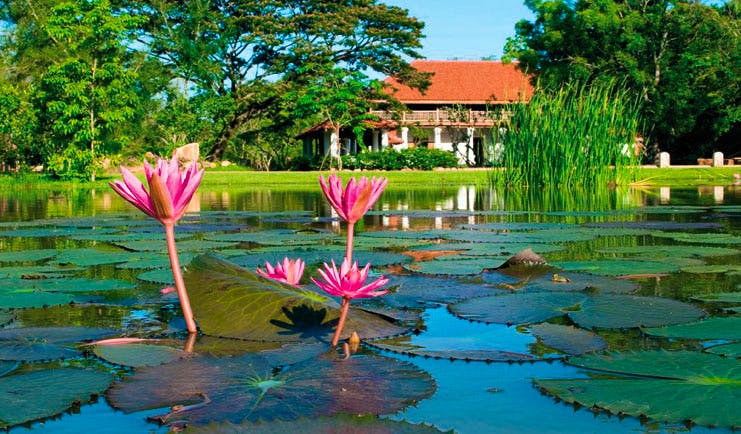 Ulagalla Resort Sri Lanka water lilies on pond gardens and hotel