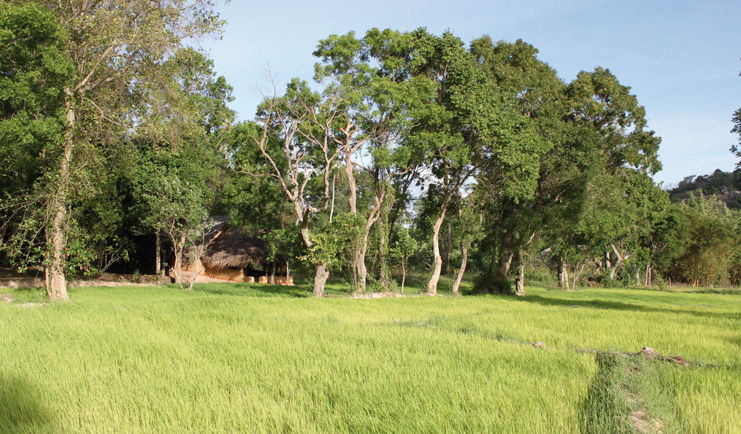 Ulpotha Sri Lanka paddy view thatched hut paddy fields trees