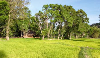 Ulpotha Sri Lanka paddy view thatched hut paddy fields trees