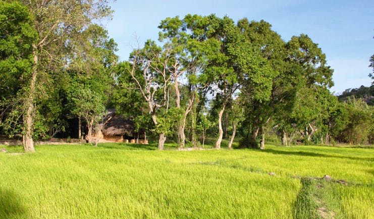 Ulpotha Sri Lanka paddy view thatched hut paddy fields trees