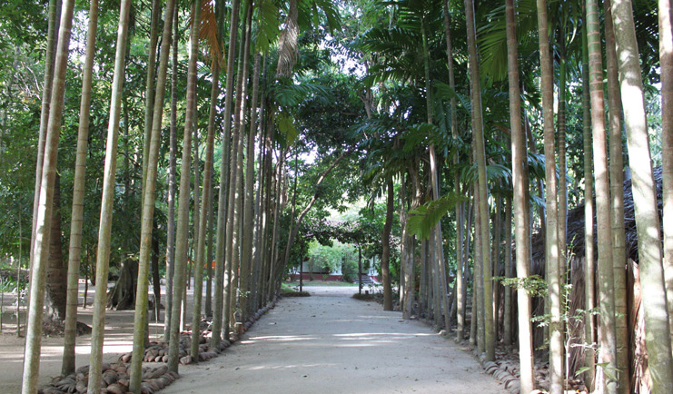 Ulpotha Sri Lanka palm tree walk dirt lane lined with palm trees