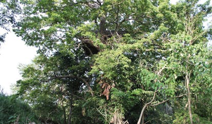 Ulpotha Sri Lanka treehouse in forest