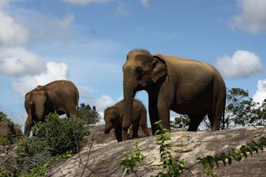 Cinnamon Wild elephants, baby and two adult asian elephants