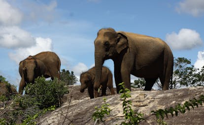 Cinnamon Wild elephants, baby and two adult asian elephants