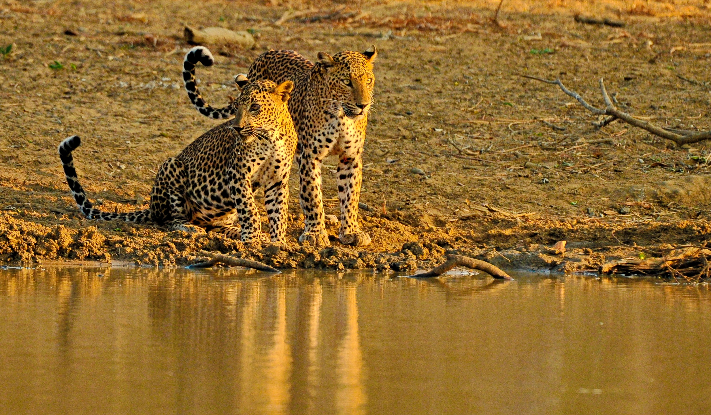Cinnamon Wild two leopards crouching beside lake