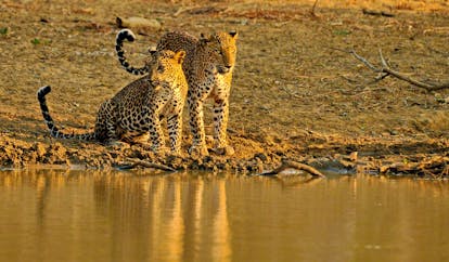 Cinnamon Wild two leopards crouching beside lake