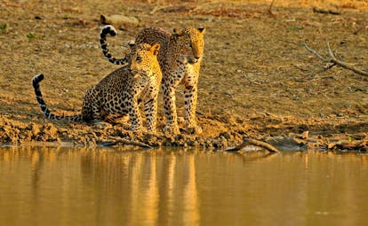 Cinnamon Wild two leopards crouching beside lake