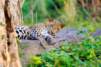 Leopard in the wild, lying on the ground next to a tree
