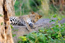 Leopard in the wild, lying on the ground next to a tree