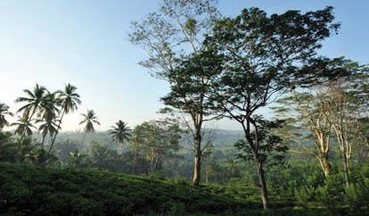 Kahanda Kanda Sri Lanka tea plantation mountainside