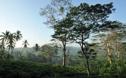 Kahanda Kanda Sri Lanka tea plantation mountainside