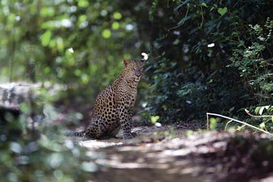 Leopard Trails leopard standing beside shrubbery